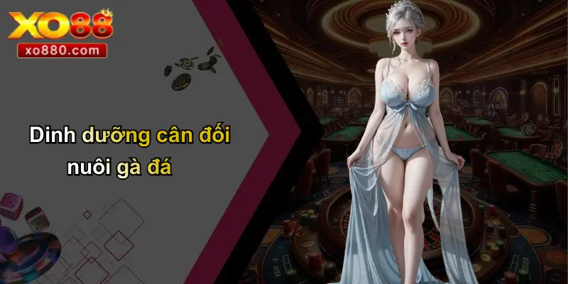 Dinh dưỡng cân đối nuôi gà đá