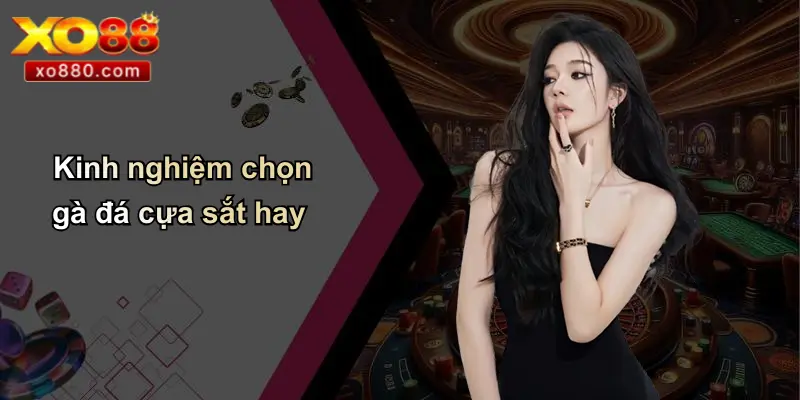 Kinh nghiệm chọn gà đá cựa sắt hay