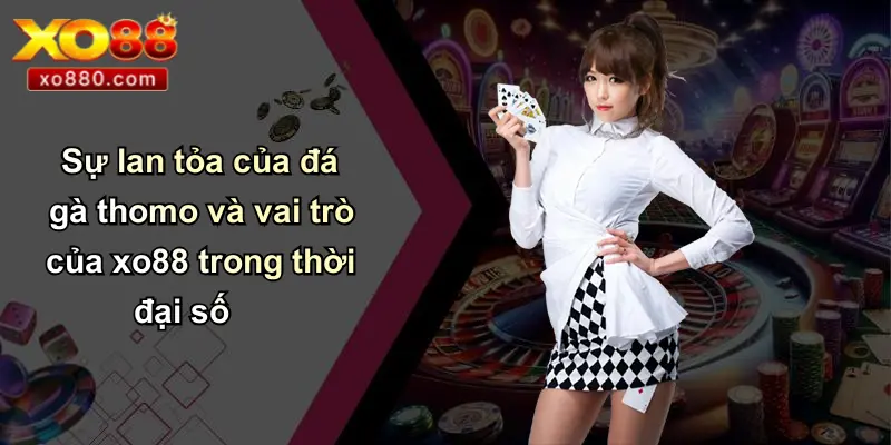 Sự lan tỏa của đá gà thomo và vai trò của xo88 trong thời đại số